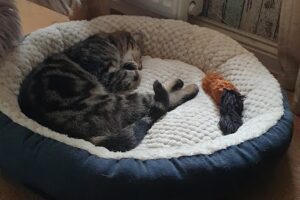 Natur-und-Pferdehilfe zur Selbsthilfe e.V. – Lütjenholm