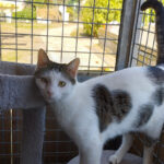 Tierhilfe Goch e.V. – Goch