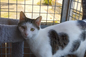 Tierhilfe Goch e.V. – Goch