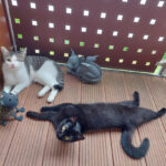 Tierschutzverein Lauf und Umgebung e.V. – Eckental