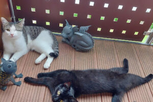 Tierschutzverein Lauf und Umgebung e.V. – Eckental