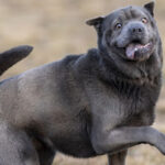 Tierschutzverein Stralsund e.V. – Tierheim – Stralsund