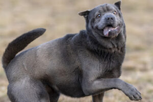 Tierschutzverein Stralsund e.V. – Tierheim – Stralsund