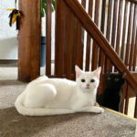 Tierheim Weiden – Weiden in der Oberpfalz