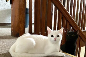 Tierheim Weiden – Weiden in der Oberpfalz