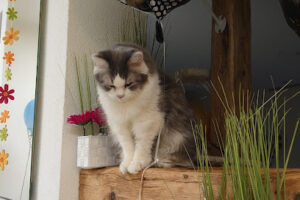 Tierschutzverein Weißenhorn e. V. – Weißenhorn