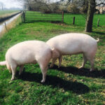 TiernotHilfe Gutlindenhof e.V. – Hohenfelde