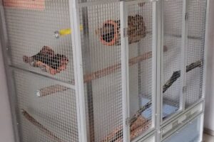 Papageienhilfe NRW e.V. – Wuppertal