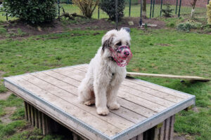Divi's kleine Farm und Freunde - Vechta 14 Divi’s kleine Farm und Freunde – Vechta