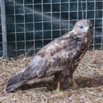 Tierheim Roth – Roth