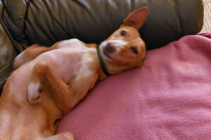 Perros de Catalunya e.V. – Heidgraben