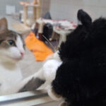 Tierheim Elisabethenhof – Reichelsheim (Wetterau)