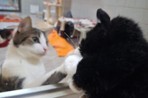 Tierheim Elisabethenhof – Reichelsheim (Wetterau)