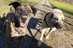 Tierheim Wannigsmühle – Münnerstadt