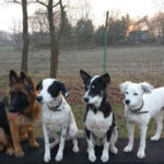 Städtisches Tierheim Mülheim an der Ruhr – Mülheim an der Ruhr