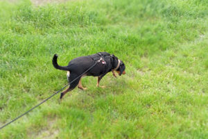 Tierheim Wesel - Wesel 12 Tierheim Wesel – Wesel