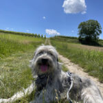 Hundehilfe Frankenwald – Tettau