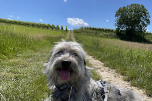 Hundehilfe Frankenwald - Tettau 11 Hundehilfe Frankenwald – Tettau