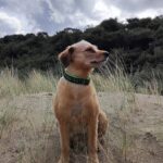 Tierhilfe Costa del Almeria e.V. – Westerholt