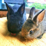 Tierschutz Stade e.V. – Hechthausen