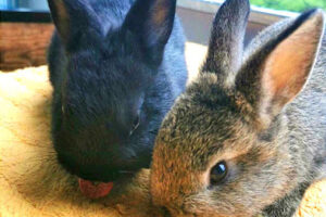 Tierschutz Stade e.V. – Hechthausen