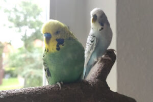 Tierschutzverein Wilhelmshaven u. Umgebung e.V. – Wilhelmshaven