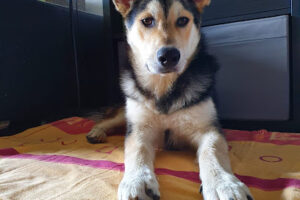 Tierschutzverein für den Kreis Olpe e.V. Tierheim – Olpe