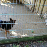Tierheim Horka – Horka