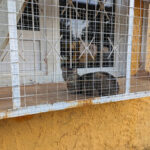 Mohrchen e.V. – Neustrelitz