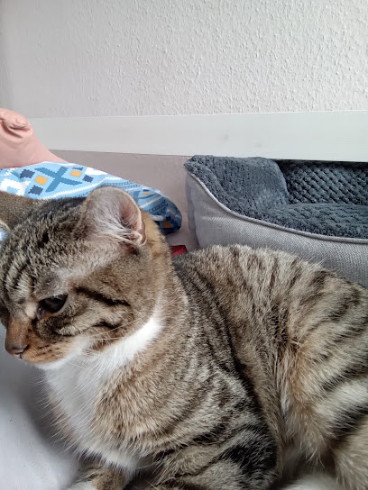Tierschutzverein Demmin Mitglied im Deutschen Tierschutzverbund e.V. - Demmin 1 AF1QipNyfBIMCs8poh3g8ALgDwHGhzcKszCZswnGYhCGw408 h544 k no