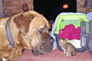 Tierfreunde Griechenland e.V. – Recklinghausen