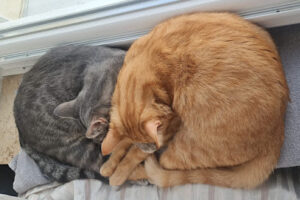 Tierschutzverein Ingolstadt – Ingolstadt