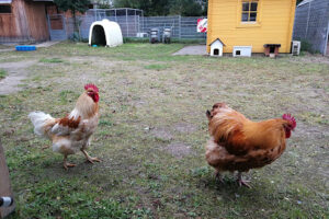 Tierheim Henstedt-Ulzburg – Henstedt-Ulzburg