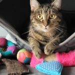 Tierheim Itzehoe – Itzehoe