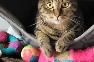 Tierheim Itzehoe – Itzehoe