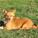 Tierheim Oelzschau – Tierschutzverein Leipziger Land e. V. – Rötha