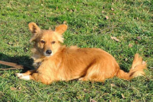 Tierheim Oelzschau – Tierschutzverein Leipziger Land e. V. – Rötha