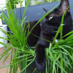 Tierheim Weinheim, Tiervermittlung nur nach telefonischer Absprache! – Weinheim