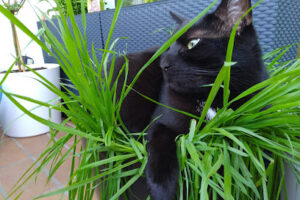 Tierheim Weinheim, Tiervermittlung nur nach telefonischer Absprache! – Weinheim