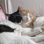 Tierheim Helenenhof-Hürth/Tierschutzverein – Hürth