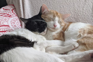 Tierheim Helenenhof-Hürth/Tierschutzverein – Hürth