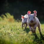 Land der Tiere – Lebensort für gerettete Tiere und veganes Tierschutzzentrum – Vellahn