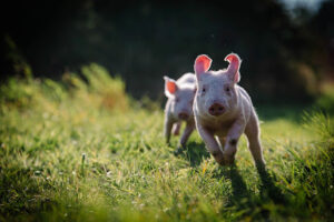 Land der Tiere – Lebensort für gerettete Tiere und veganes Tierschutzzentrum – Vellahn