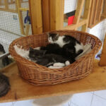 Tierasyl Heimatlos e.V. – Bramstedt