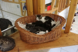 Tierasyl Heimatlos e.V. – Bramstedt