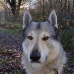 Tierschutzverein Weil am Rhein – Weil am Rhein