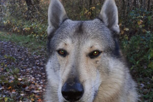 Tierschutzverein Weil am Rhein – Weil am Rhein