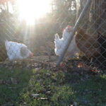 Tierschutzverein Landsberg am Lech und Umgebung e.V. – Landsberg am Lech