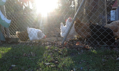 AF1QipOe0LZnXhUnKfV1nUjm rft v0Pv4IlzeH7x63zw408 h244 k no