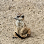 Tierschutzverein Hamm und Umgebung im Deutschen Tierschutzbund e. V. – Hamm